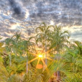Palm Garden at Sunset